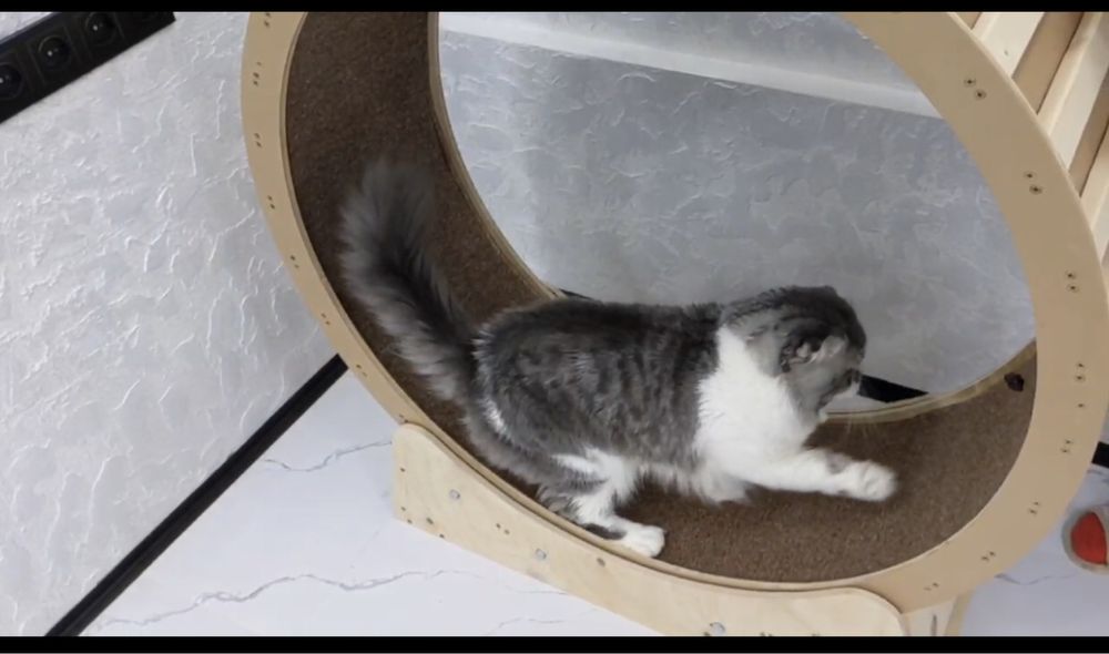 Колесо - фитнес, для кошек.