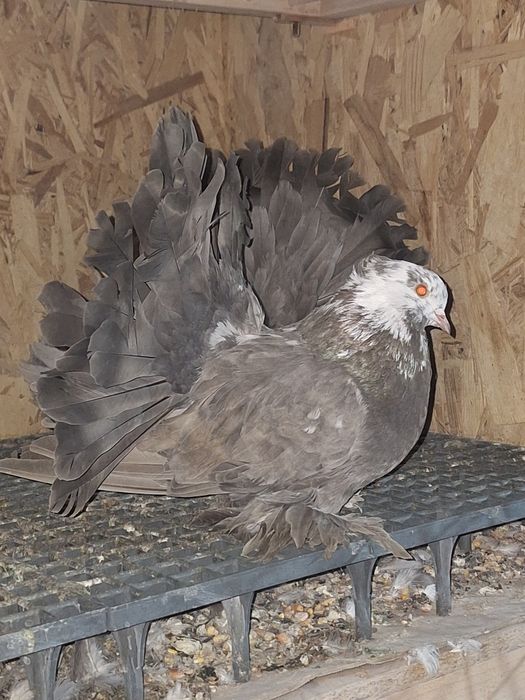 INDIENI Voltati indieni