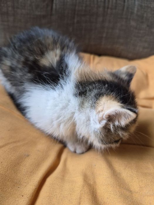Подаряваме котенца