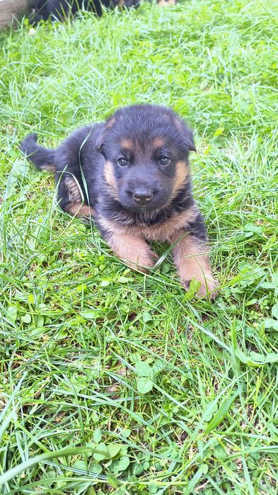 Puiuti Ciobanesc German, linie de show, din parinti cu pedigree