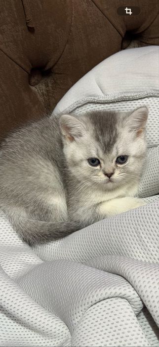 Продается котенок мальчик