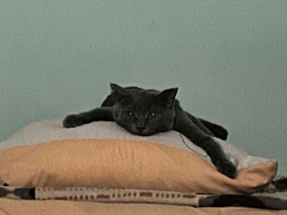 Продам кота 7 месячный британскийй