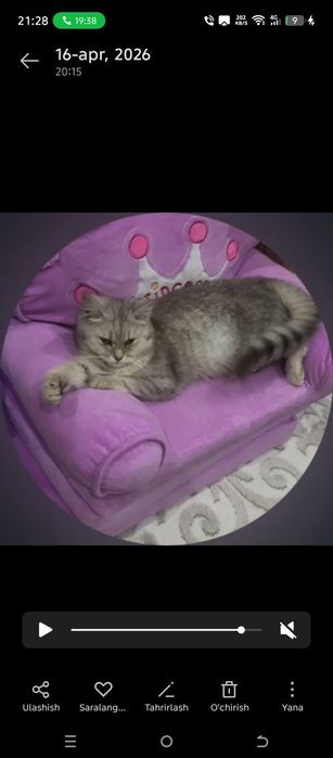 Zolotaya Shinshilla Britanski