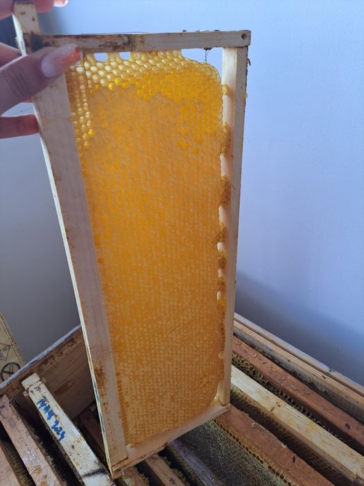 Faguri,miere si polen