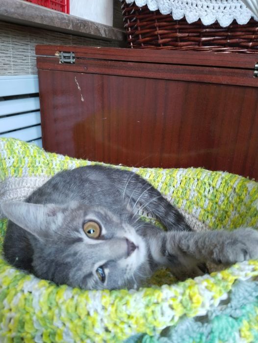 Отдам котенка мвльчика в добрые руки