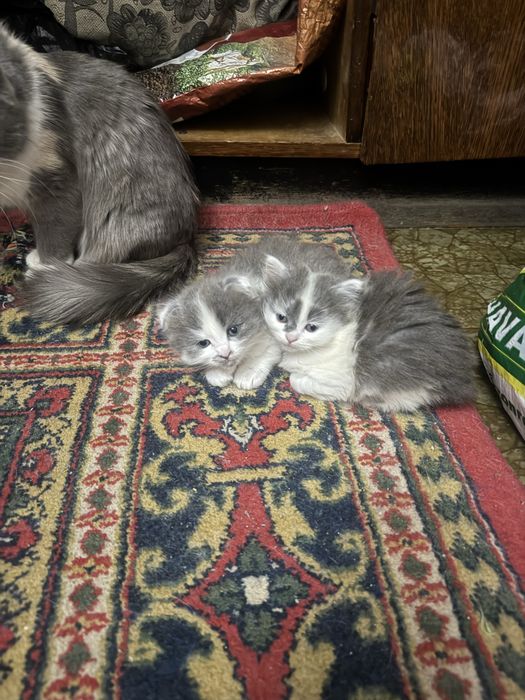 Продаются вислоухие котята