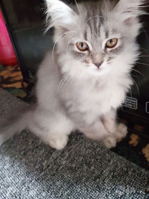 Котёнок на продажу