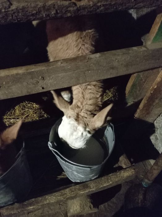 Телёнок. Тёлочка 121