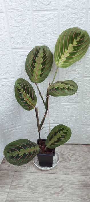 Цветя за продажба!