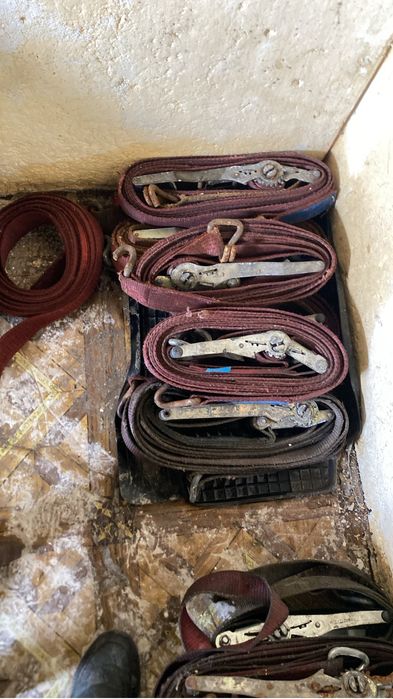 Трищетки бушные из европы