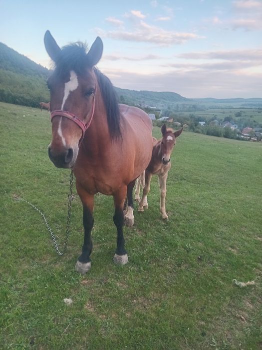 Vnd iapă cu manza de 2 săptămâni