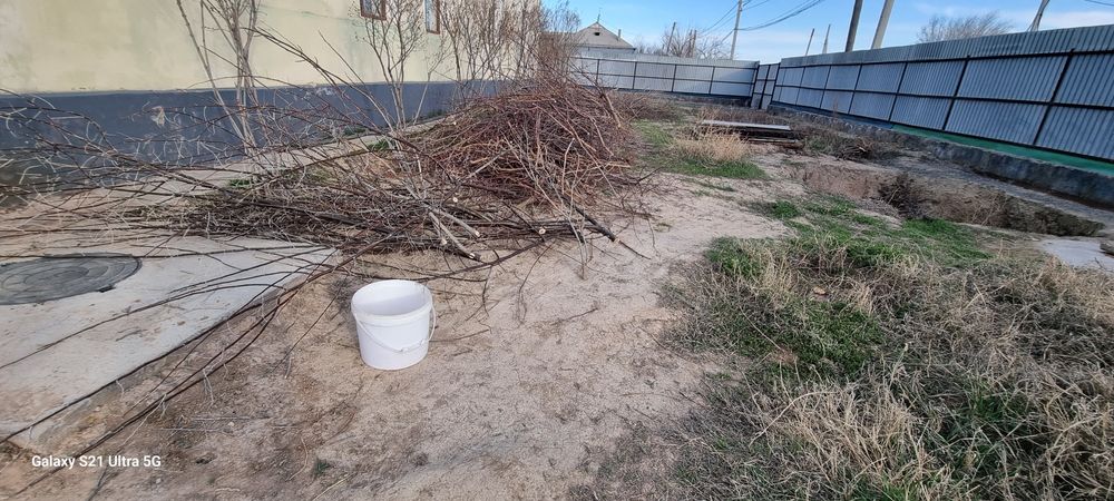 Дрова бесплатно! Отын тегін!