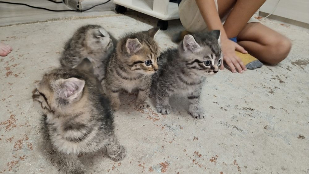 Отдадим котят в добрые руки