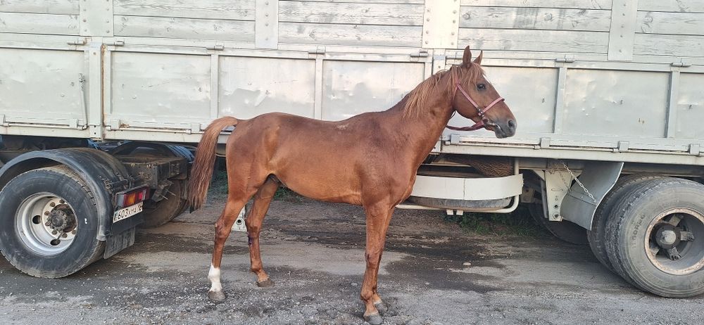 Продам жеребца,англо буденный