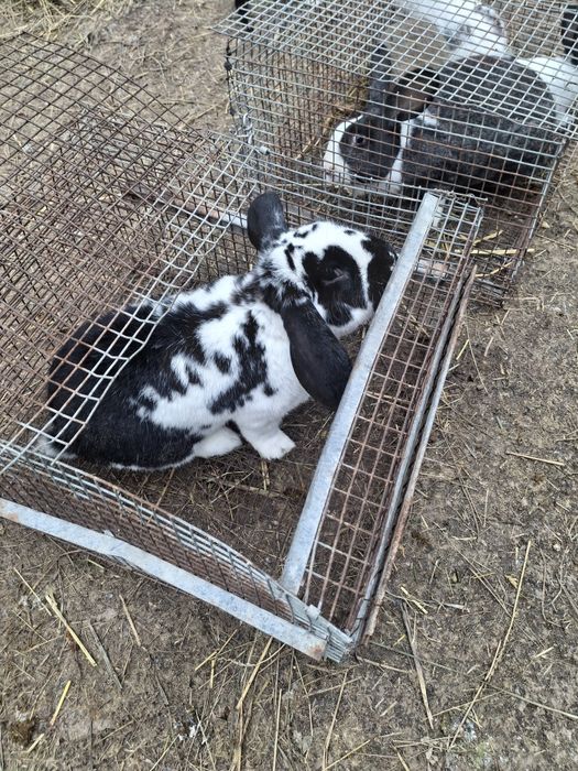 Vand iepruri din diferite rase