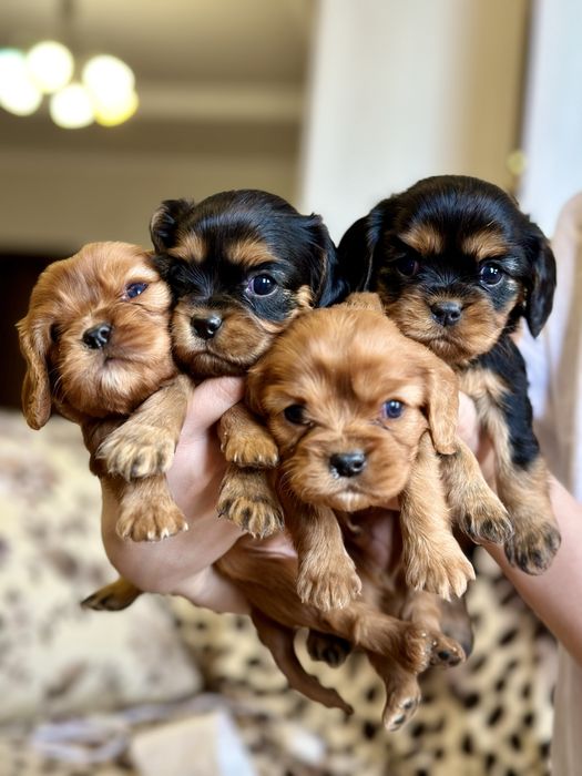 Щенки Кавалер Кинг Чарльз Спаниелей