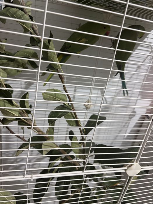 Продам пару ожереловых попугаев