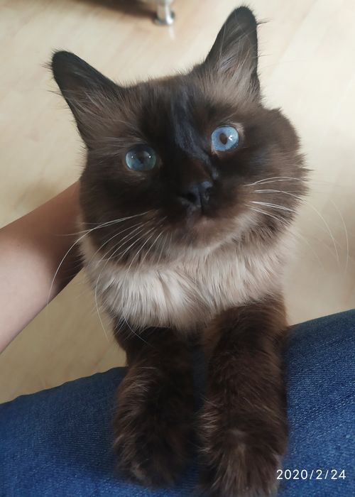 Опытный сиамский кот на вязку