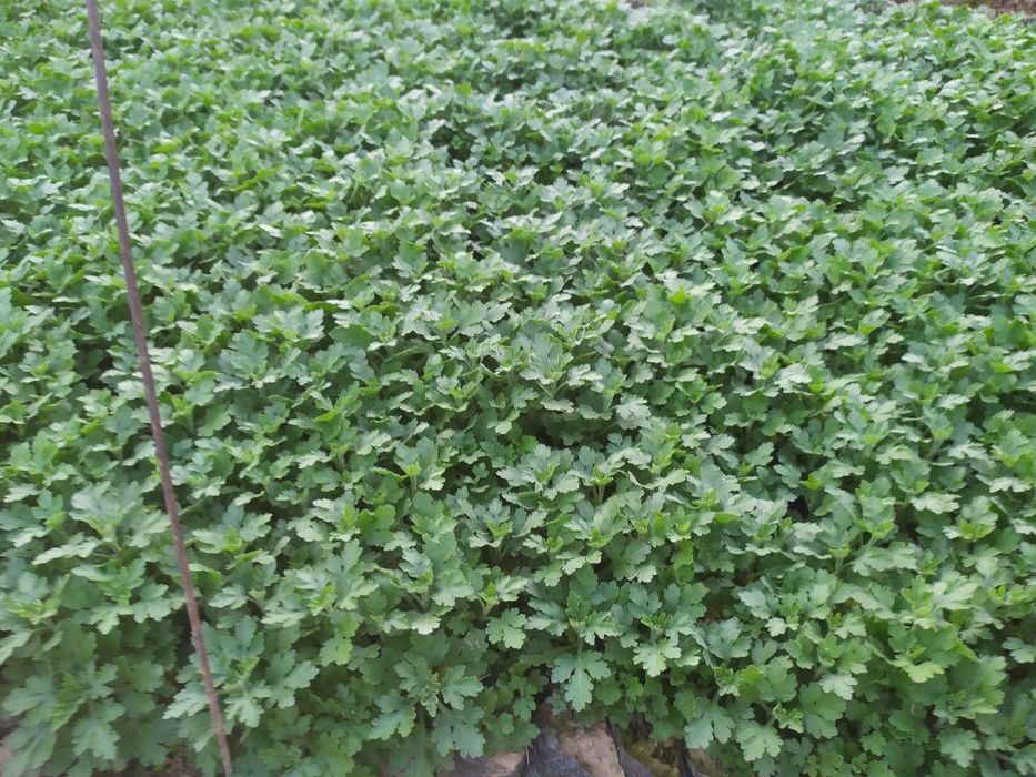 Globus , lavanda ko' chatlari sotuvda bor