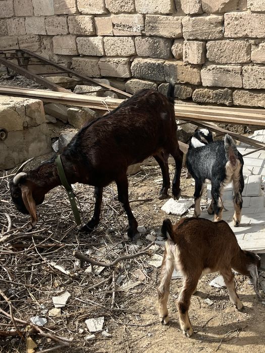 Нуби ешкілері сатылады