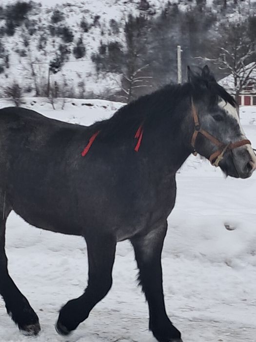 Vând mânză poloneză