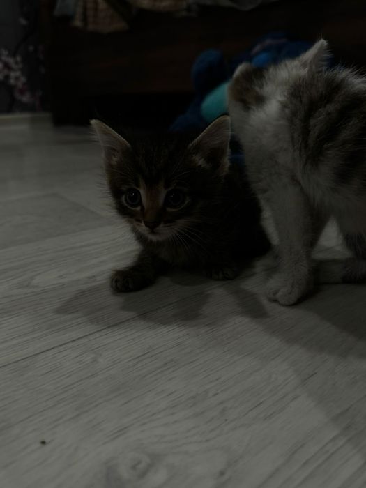 Отдам котят в добрые руки