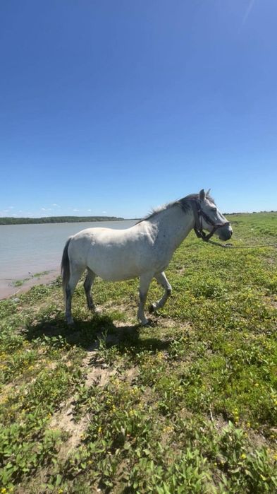 Vand iapa de 6 spre 7 ani gestanta pret 9000