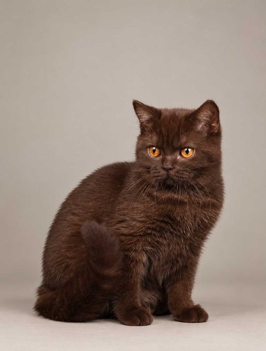 Chocolate (BRI b). Nu mai există una ca ea. 100% British. 100% Chocolate. 0% modestie. Pedigree. Felisa Lynx Rune Code.