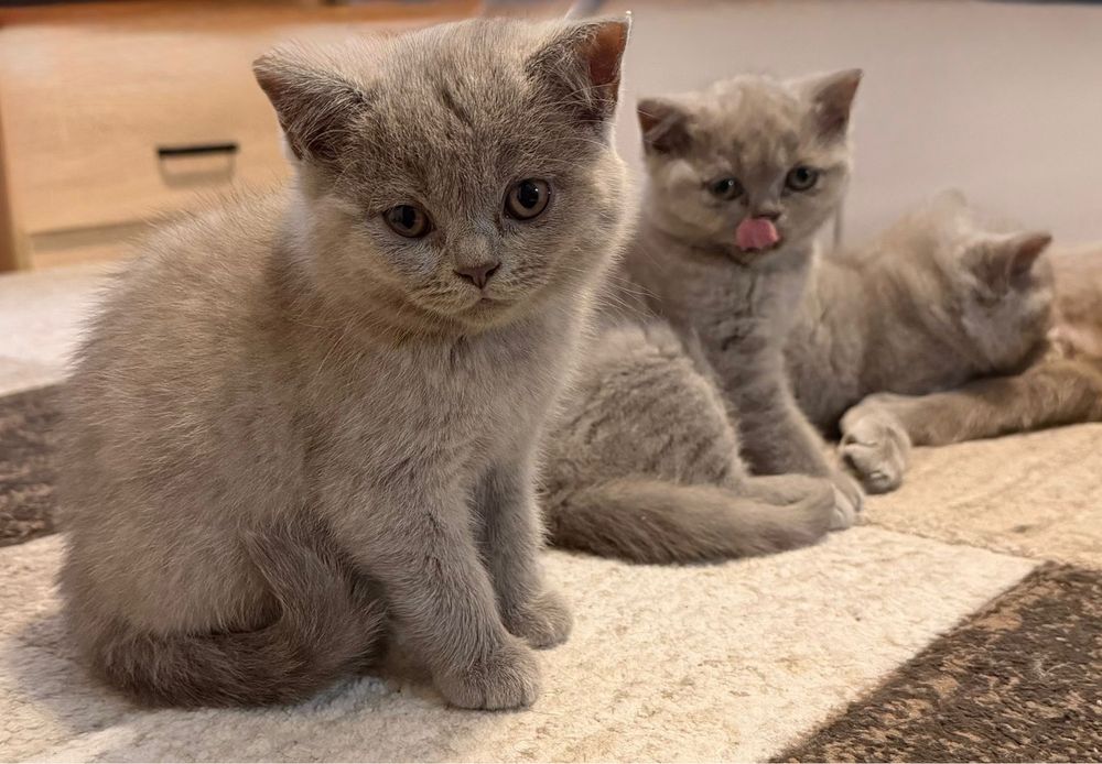 Британски Късокосмести Котенца