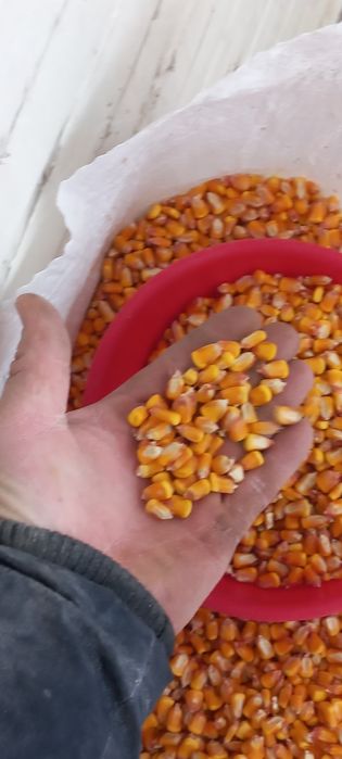 Vand porumb,grau, tarata,orz ,  ,mazare,uruiala,