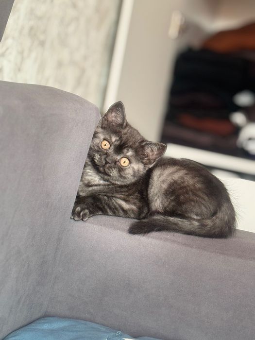 Отдам в хорошие руки за 10000