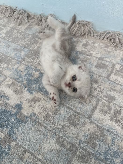 Мысықтар сатылады! Продажа котенки