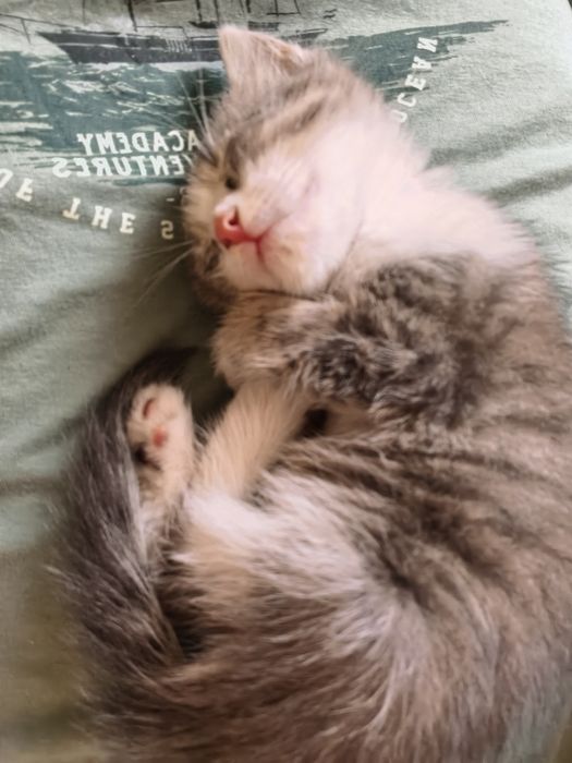 Отдам котенка даром
