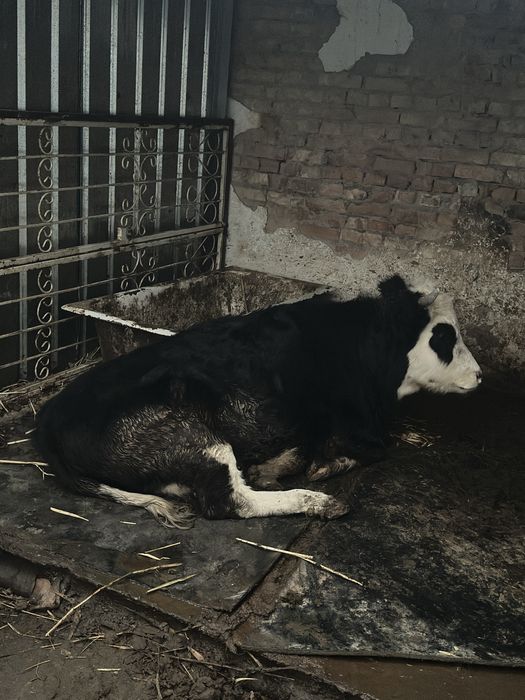 Буаз Мал сатылымда