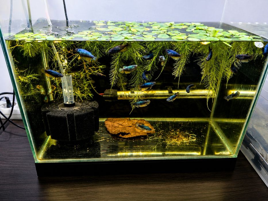 Betta Halfmoon Mustard Gas