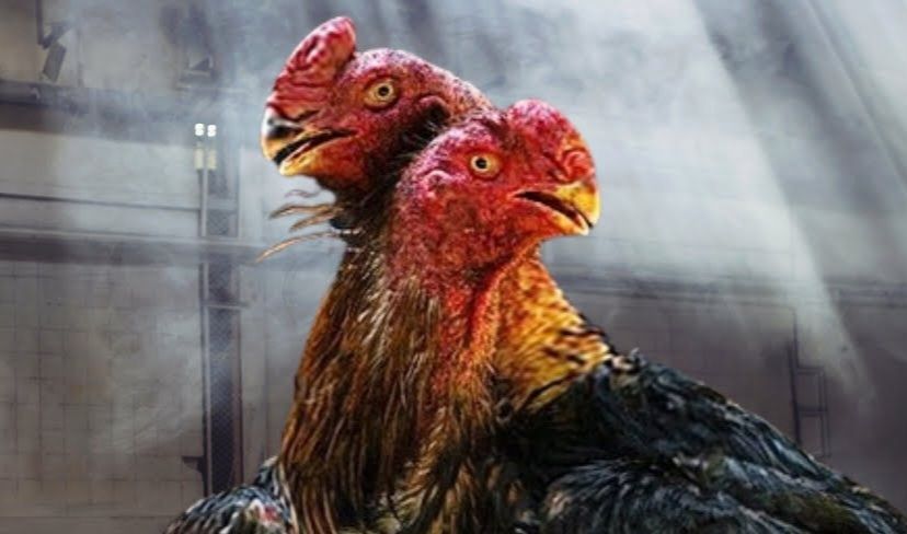 Дакан зор заттар семейка