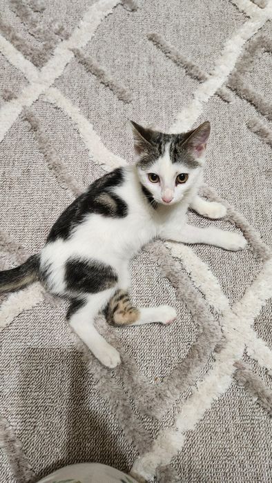 Котенок(девочка)