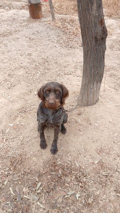 Дратхар сатылады рабочи