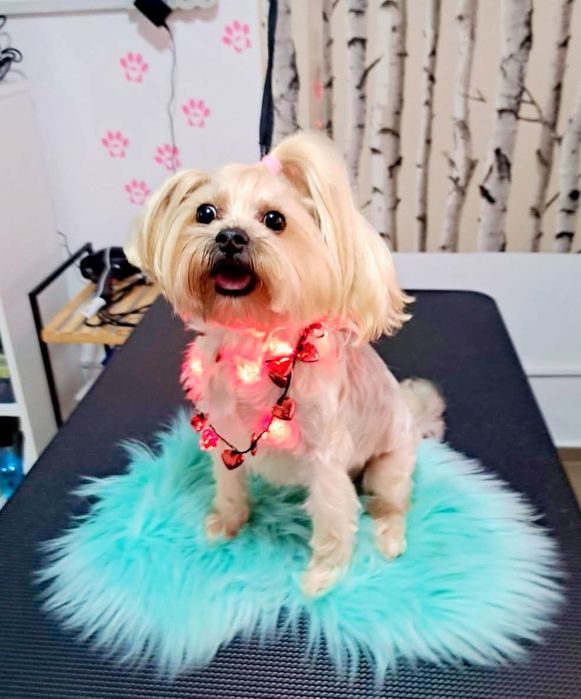 Frizerie Coafura Canina