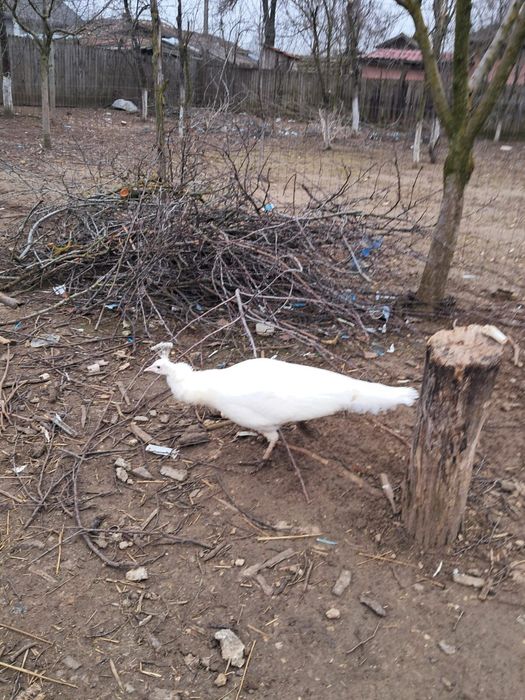 Vând păun și păuniță