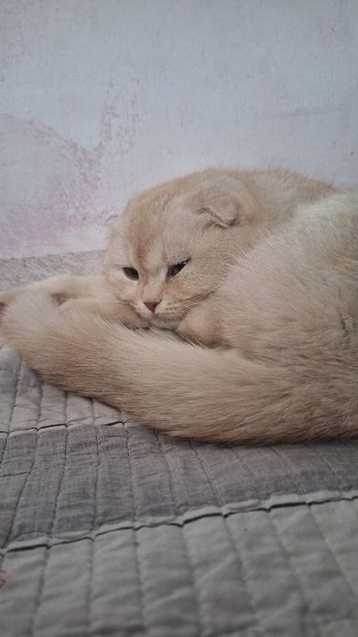 Шиншила фолд мужик