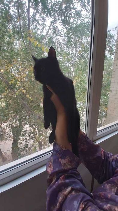 Кошечка  девочка Фурия