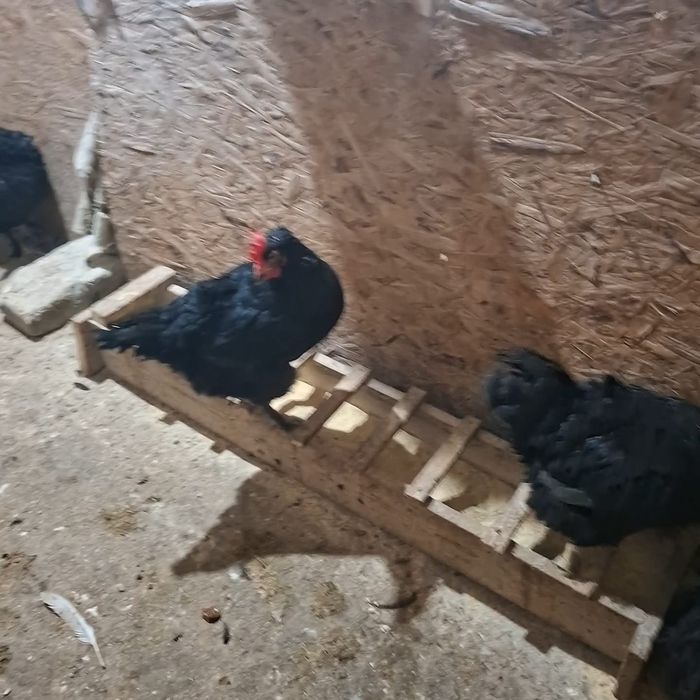 Gaini Marans negru și negru aramiu