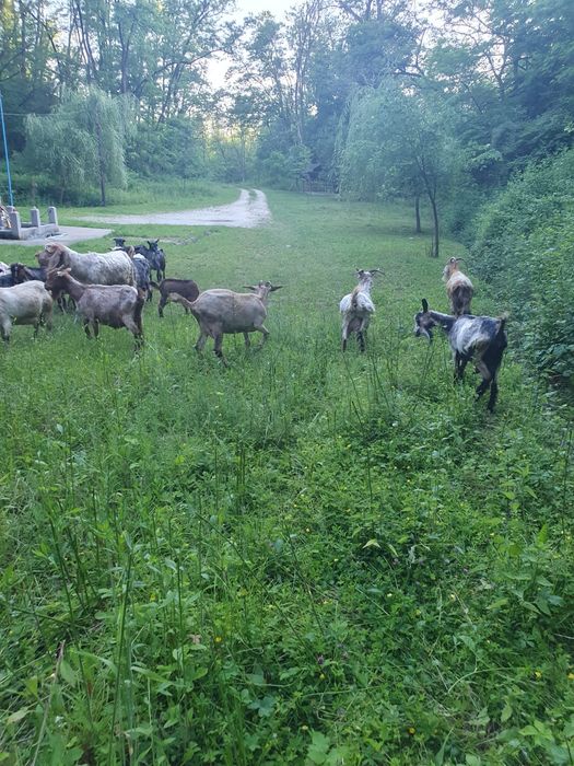 Capre bune de lapte preț negociabil
