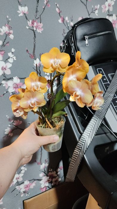 Орхидеи в подарок