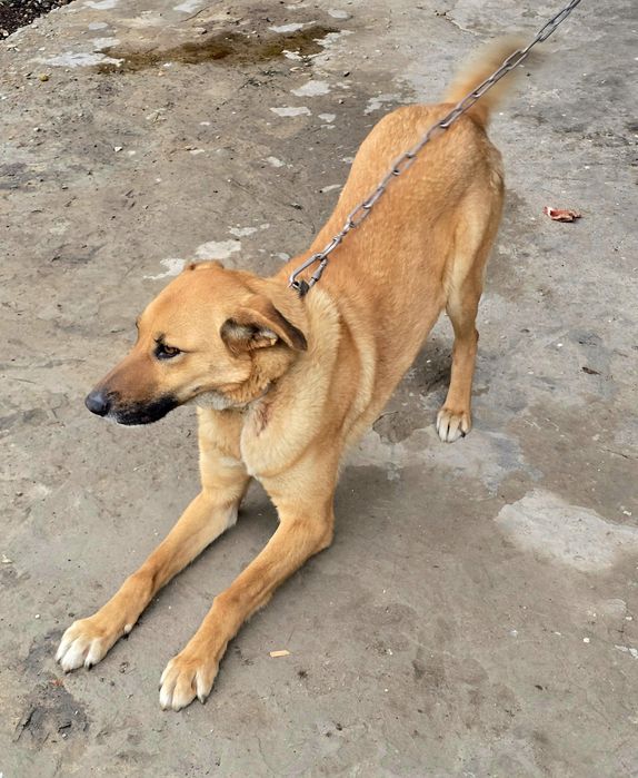 Мы ищем добрые руки для нашей собаки