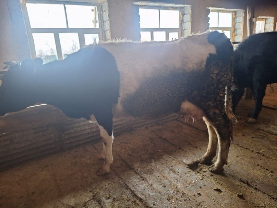 Сауынды сиыр сатылады