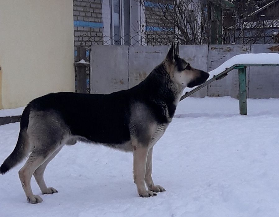 Титулованный кобель ВЕО