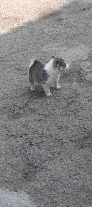 Продам шенков лаек