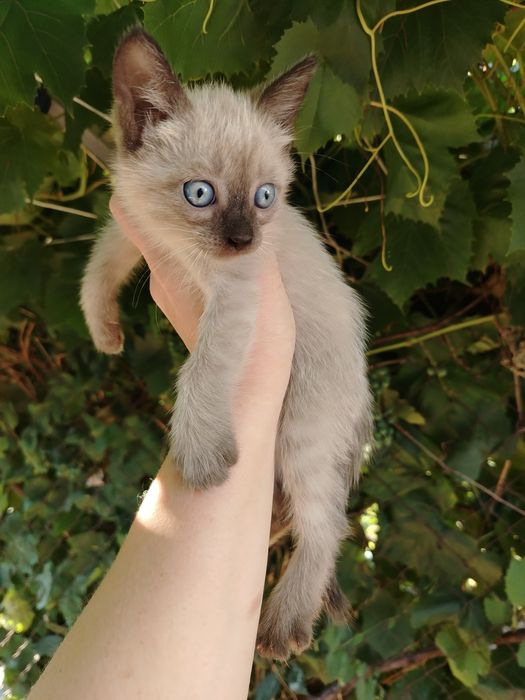 Котята мальчик и девочка в добрые руки, бесплатно